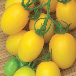 phF5Pr3dHurvvF6RvXvI4OuUfMlqh268300_300-1