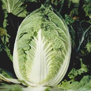 ppFlOBqGmo10cWVOTvDzMDjvJUtL5qrp300_300-1