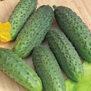 q1kcH0WSSxrDv143YnztSfJqQ1k6O2KN300_300-1