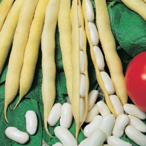 q9Ba38cOtfy5IzPtbdIhFuCBEnvnokXY300_300-1