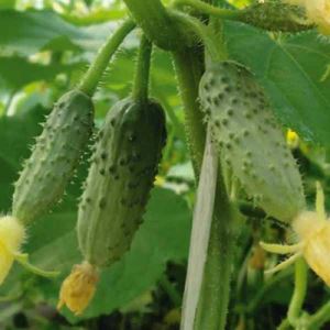 qRcaODz8S89g8vu4bkYaJFAGYLzQgRqs300_300-1