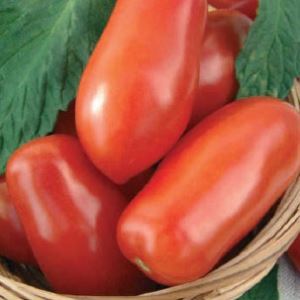 qe0lyQxDbBkBLtNx14rSHoqkV1ftoDZU300_300-1