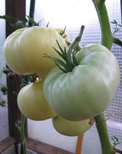 qseE1bT84wKawxzh0nYESs34PKUtbQLP300_300-1