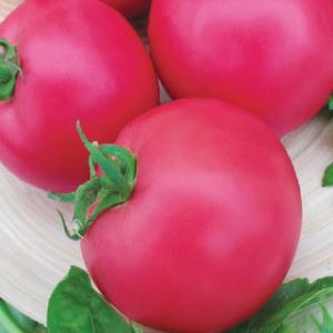 qx9QNd3dmjeQgPlMWkW75mcYZ3JVSypy300_300-1