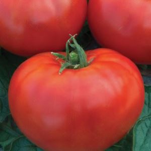 qzeaYUnKJWeBezJWfxTOxz6JfvjMVXlG300_300-1