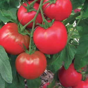 rAbYqMT4lzFGw1ww8SdqJEJqZ0zCHL04300_300-1