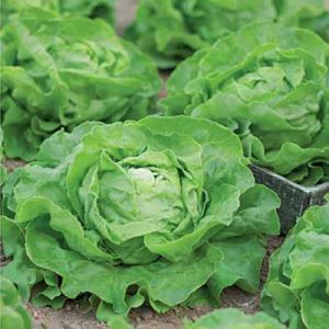 rGOgptRW3MbxmfOU0x3VvXtE6zyp52PR300_300-1