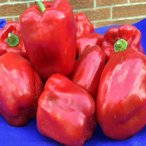 rM1dvdvZ86zmUikr413oqZjGEjGHIBkv300_300-1