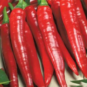 rMrFH2AlGHuLJod8XE4HgWXmId2K72Am300_300-1