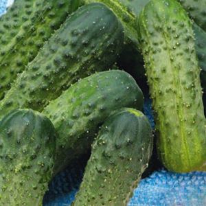 s57xkcVQMKoghRBMYo5JDH5ONVXdox95300_300-1