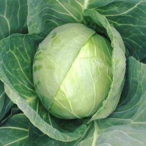 sQbonWhMgNEHkkPVLbkXdYUQfzWOxd2K300_300-1