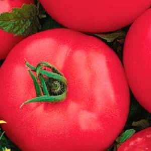 sihwqasSaZO0fnsTXTQSaR1hRklseX7O300_300-1