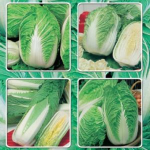 snCITOBqyX2oZ96qA7Zffu0uR3tEPzWW300_300-1