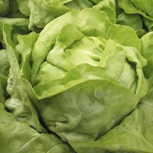 sonkuonTCxyh4spX8SPodbKc2QN6NPPb300_300-1