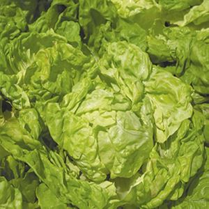 svvQ4ckqkWcUe3hrV7XPbRxDFQYqVNV8300_300-1