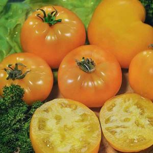 tFFGGEsLmMDxEAnVa8Lk6DHsJTONO5kZ300_300-1