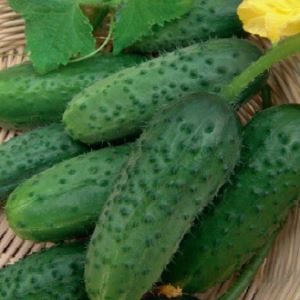 tPEzDjhdlIfUXR48iiQevTvgmXGOa5kM300_300-1