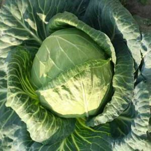 tQWEKoo1VgMv3BlS0yIGDgUUxdbdDxb2300_300-1