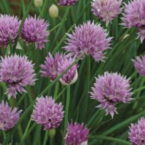 tyc9uKJPkoKsPxrUZYcr0dsnILQIM9Ll300_300-1