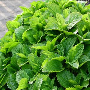 u4rwjXxQIphUvMHBk0SoctyK5AjckbF8300_300-1