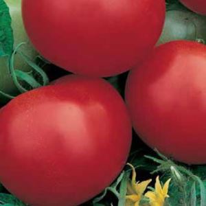 uGh0UiCErKhoslPVENidet4HjeXVYPeU300_300-1