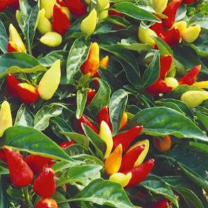 uH8iFn8OyoTcf9mRKkyJY6sxrelpxGtA300_300-1