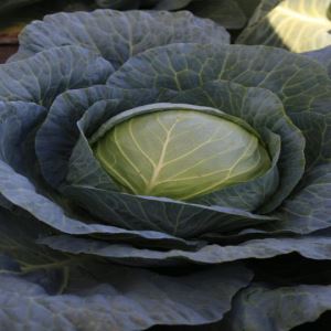 umUha80FsEL92X5woi8RGcZDHry4ISMp300_300-1