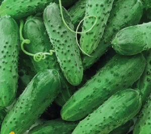 useNy3cjIhWqlt2WemZWynVS044rwaGE