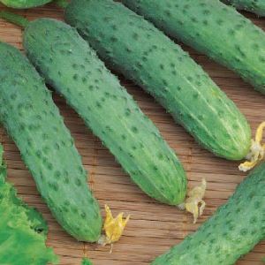 usnG8NQ9PYB2XtFzsGbgf1esDU2G2m7L300_300-1