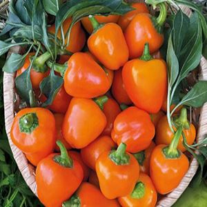 uyXv8SWo5nwDRyHv61EOtUfbUumNhFFu300_300-1