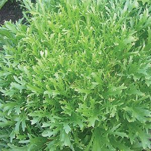 v1HtrGtOSs2HY5NFOrGp5tAEcoDHBQov300_300-1