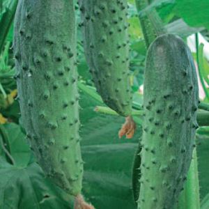 v99secUjl2ej7lsMWQEg9MHh0SCrbLlQ300_300-1