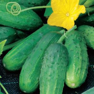 vC5yrxnpN7dysGdjIthcOE0cf72HBer7300_300-1