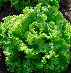 vJyBnSgTgKuxcVa7TjulITRjpVAjBdYU