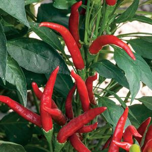 vT7NhhKtCMLzTUitZULw0YG3pxPqGXBY300_300-1