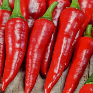 vjrkFLgnXr2nIOW1IdNic10udtx6zagz300_300-1