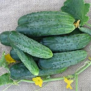 w406l7ikCINTUOy2Ww0QSNS8aFK0hgXS300_300-1