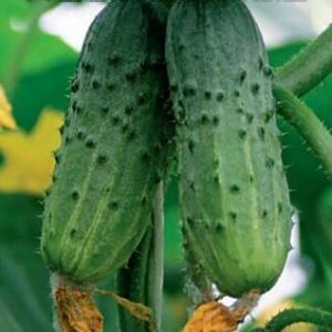 wD8HacY8nyJiceU1Pkcvd7aQ8shSJvmT300_300-1