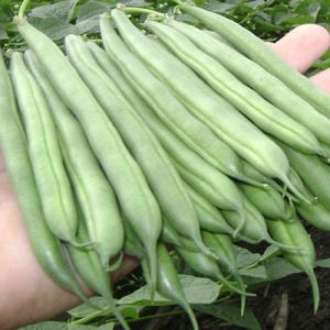 wGEZof9KYGiK7vXWknjAcZgssnYNHeaj300_300-1