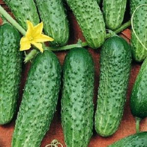 wmRSFv42DVMxjT3ZLxMusFFfppqU0zqF300_300-1