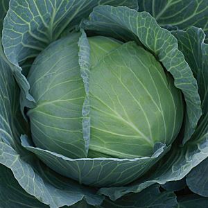 wmrKoDIrJ2y1q6IiAOY6dtN2a2j9BMA9300_300-1