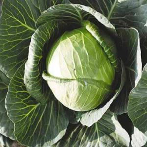 wxl6ZlF1WRhCuEkL0Nxi8ikaDh3NTNFw300_300-1