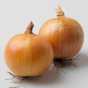 x1MqZn9x6n72bxA6rBtcU7EqRfxNk1hu300_300-1