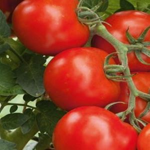 x5tL2cYLJjkX1FAGQYS016F8APIdqFMO300_300-1