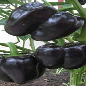 xEJ55sKnVjQT8hJbqwIeUVqTSC15YhQC300_300-1