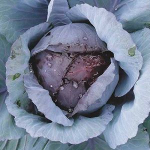 xHsiTJWNmV5JbVz8oV6nl6LlWNd0XsHE300_300-1