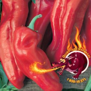 xKQ0u7jHBkcEXyKrUUEkIYo5TOfBHY2j300_300-1