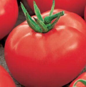 xOMhINXrm5og5rf8wg5k1N072TkQzuM1