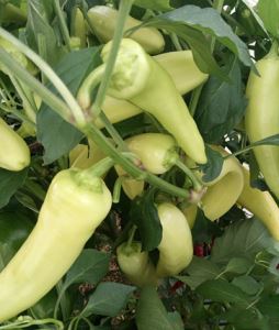 xQ6AURpP5fLWQo9VeU3DpIHZwzCxn6Hr300_300-1