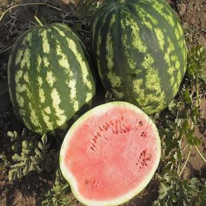 xgIsZThoZA7e0aut4fUIZCLlf1tFPFIF300_300-1